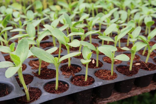 Stock photo of vegetable seedlings growing in seedling tray, growing individual gourd / pumpkins / melon seeds to sell in plastic  germination nursery tray with plant cells / compartments in  garden centre, agriculture concept