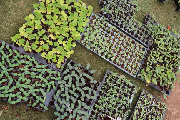 Stock photo showing elevated view of vegetable seedlings growing in propagation seedling tray, growing on to sell in plastic germination nursery trays with plant cells / compartments in garden centre, agriculture concept.