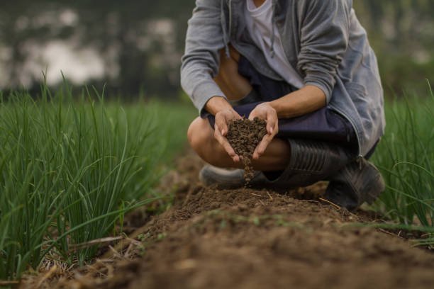 Hand of farmer pouring soil in hand to ground in middle farm.