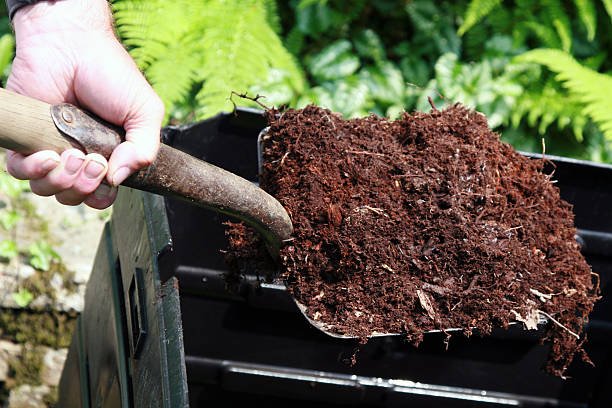 A DSLR photo of human hand holding a metal and wood shovel full of fresh compost over a black compost bin. There is beautiful green fern in background, it's a sunny summer day in the garden.