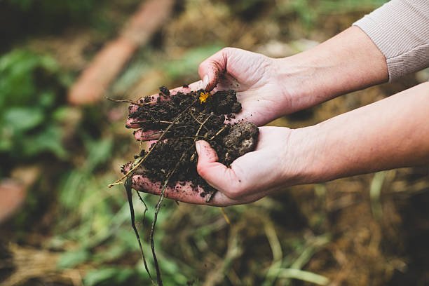 Freshly sifted compost soil to fertilize the garden