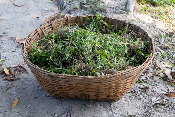 Close-up of a traditional, hand-woven bamboo basket filled with fresh, green grass, gathered from rural roadsides and fields for domestic cow feeding in Bangladesh.